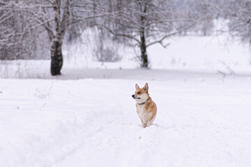 A dog in the snow. Winter in Russia