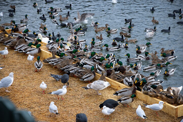 Large colony of wintering water birds, swans, ducks and other water birds feeding on the water in winter at the city park of Stockholm. Feeding birds