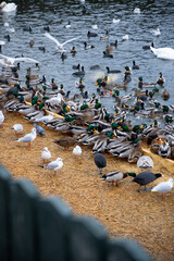 Large colony of wintering water birds, swans, ducks and other water birds feeding on the water in winter at the city park of Stockholm. Feeding birds