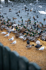 Obraz premium Large colony of wintering water birds, swans, ducks and other water birds feeding on the water in winter at the city park of Stockholm. Feeding birds