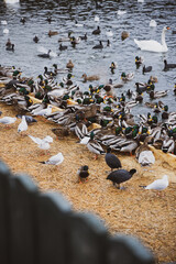 Obraz premium Large colony of wintering water birds, swans, ducks and other water birds feeding on the water in winter at the city park of Stockholm. Feeding birds