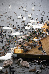 Large colony of wintering water birds, swans, ducks and other water birds feeding on the water in winter at the city park of Stockholm. Feeding birds