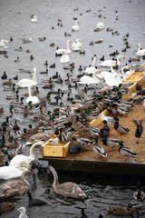 Large colony of wintering water birds, swans, ducks and other water birds feeding on the water in winter at the city park of Stockholm. Feeding birds