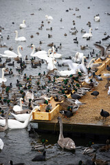Fototapeta premium Large colony of wintering water birds, swans, ducks and other water birds feeding on the water in winter at the city park of Stockholm. Feeding birds
