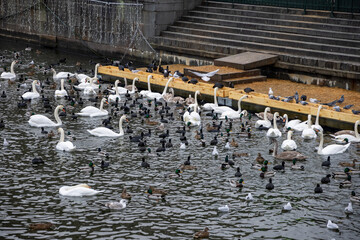 Large colony of wintering water birds, swans, ducks and other water birds feeding on the water in...