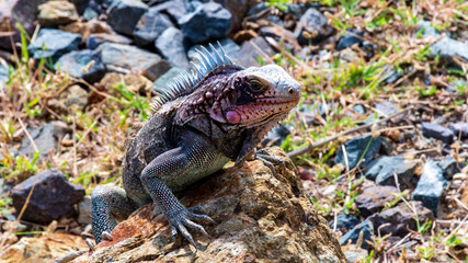 iguana on the rocks near the harbor in Charlotte Amalie, USVI
