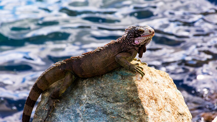 iguana on the rocks near the harbor in Charlotte Amalie, USVI