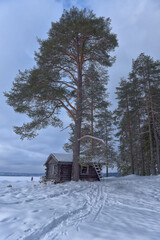 house and pine tree by the lake in winter