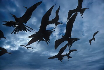 Magnificent frigatebird