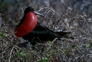 Magnificent frigatebird