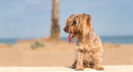 Cute Yorkshire terrier dog at beach in summer with tongue out heated doggy