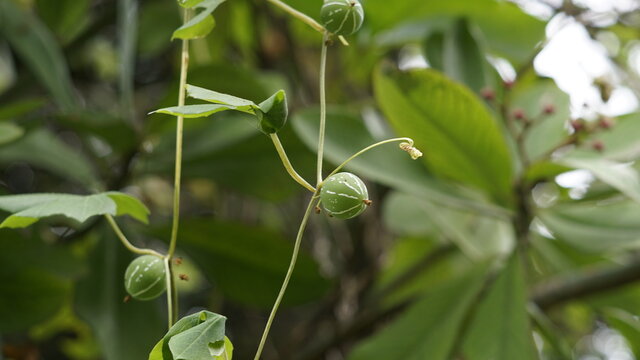 Diplocyclos palmatus also known as Lollipop-climber, Striped-cucumber is a vine in the family Cucurbitaceae. Having rich source of medicinal drugs