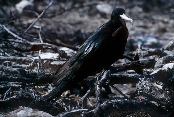 Magnificent frigatebird