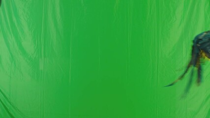 Blue and Yellow parrot macaw ( Ara Ararauna ) flying or standing on branch on green screen background . Shot on ARRI Alexa cinema camera in Slow Motion .