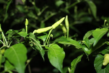 WHITE CHILLI ON THE GARDEN
