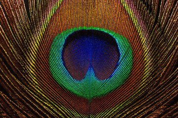 Macro image of peacock feather,Peacock Feather