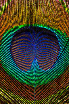 Macro image of peacock feather,Peacock Feather