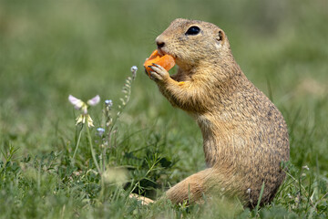 Naklejka na ściany i meble Groundhog sits on a green meadow and eats a carrot.