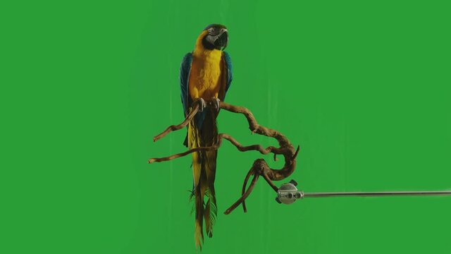 Blue and Yellow parrot macaw ( Ara Ararauna ) flying or standing on branch on green screen background . Shot on ARRI Alexa cinema camera in Slow Motion .