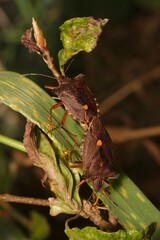 Brown forest bug red-legged shieldbug Pentatoma rufipes