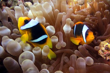 fish in aquarium