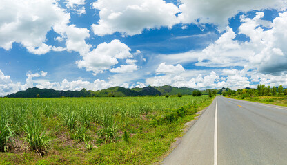 Country side view with sugar cane in the cane fields with mountain background. Nature and agriculture concept