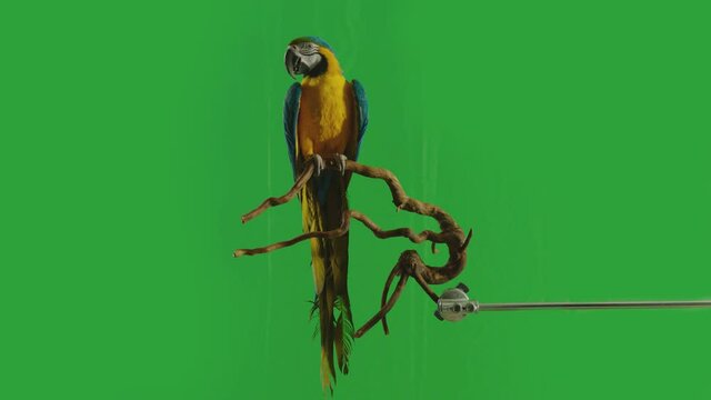 Blue and Yellow parrot macaw ( Ara Ararauna ) flying or standing on branch on green screen background . Shot on ARRI Alexa cinema camera in Slow Motion .