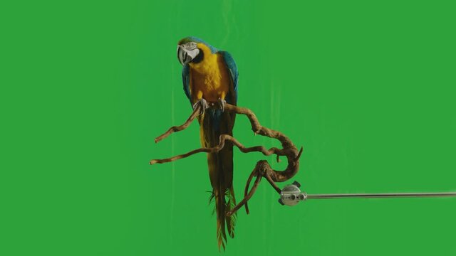 Blue and Yellow parrot macaw ( Ara Ararauna ) flying or standing on branch on green screen background . Shot on ARRI Alexa cinema camera in Slow Motion .