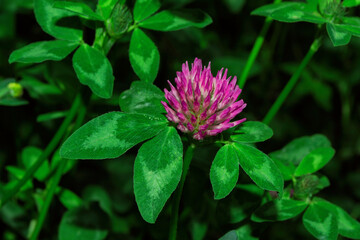 Pharmacognosy. Meadow medicinal plants. Pink flower of Meadow Clover (Latin: Trifolium pratense) on...