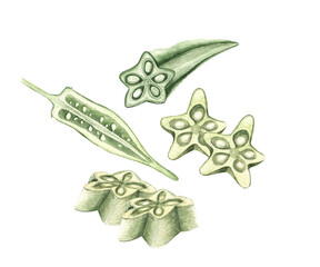 Okra plant watercolour illustration with flower and seeds isolated on white. Fresh healthy vegetable food green botanical Okra fruit. © Renata
