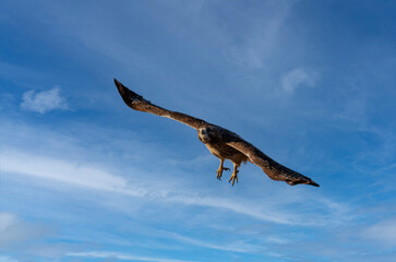 Red Tailed Hawk (Buteo jamaicensis) soaring through sky flying towards camera blue sky with clouds