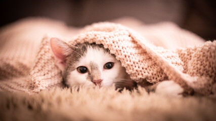 Katze