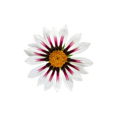 The gazania flower or African daisies or Treasure Flower bud on white isolated, top view