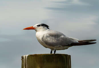 Portrait of a Royal Tern