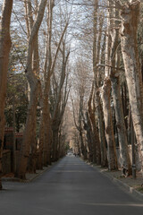 The beautiful scenery of a green forest during a beautiful sunny day with tall trees, grass and moss. The natural landscape of lush vegetation environment. Walkway.