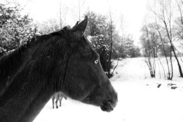 Alert horse with light eye in winter snow of ranch field.