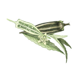 Okra plant watercolour illustration with flower and seeds isolated on white. Fresh healthy vegetable food green botanical Okra fruit.