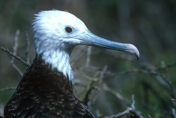 Magnificent frigatebird