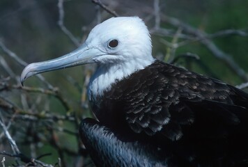 Magnificent frigatebird
