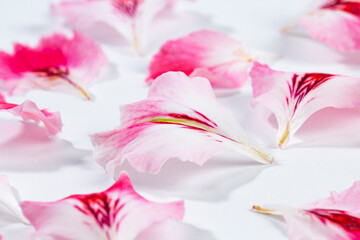 Background of bright pink petals on white, selective focus.