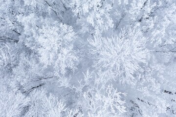Top view to wood from bird's eye. Amazing winter scene. Christmas theme. Winter background