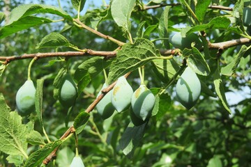 Plums growing on tree in the garden, closeup