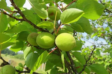 Apricots growing on tree in the garden, closeup