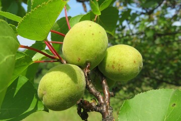 Apricots growing on tree in the garden, closeup