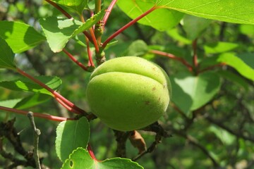 Apricots growing in the garden, closeup	