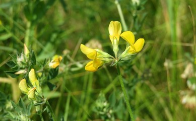 Lotus corniculatus flowers on natural green background