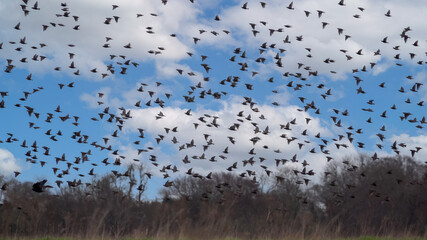 a large flock of hundreds of starlings (Sturnus vulgaris) flying under a blue and white cloud sky Wiltshire UK