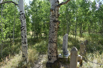 Fototapeta premium Carvings in Trees at Cemetery 