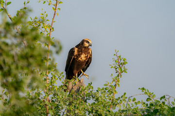 marsh harrier bird