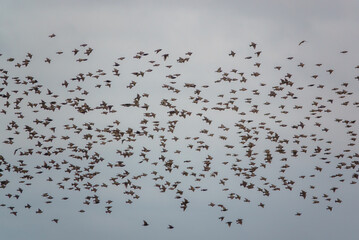 a large flock of hundreds of starlings (Sturnus vulgaris) flying low over grassland on Salisbury Plain Wiltshire UK